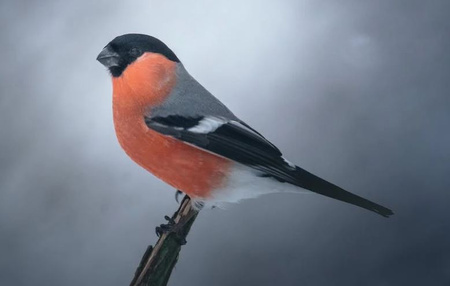 DREWNIANY KARMNIK DLA PTAKÓW ZAWIESZANY 32x23x20cm