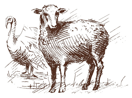 GRANDORF LAMB TURKEY KITTEN JAGNIĘCINA INDYK KARMA DLA KOCIĄT 400g