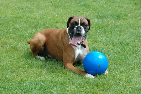 BOOMER BALL XL 25cm NIEBIESKA NIEZNISZCZALNA PIŁKA ZABAWKA DLA PSA