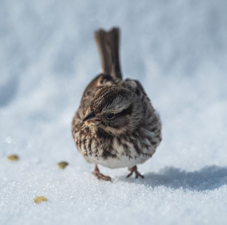 DREWNIANY KARMNIK DLA PTAKÓW ZAWIESZANY 22x21,5x20cm