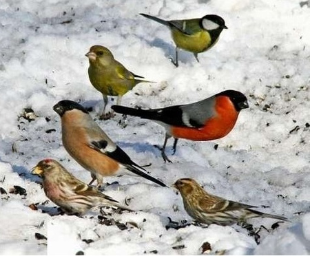 DREWNIANY KARMNIK DLA PTAKÓW ZAWIESZANY 32x23x20cm