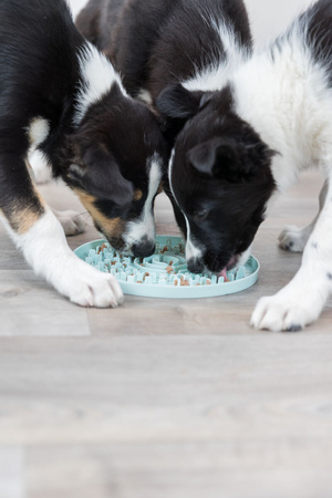 TRIXIE TACA DO LIZANIA LICKING PLATE JUNIOR 21cm