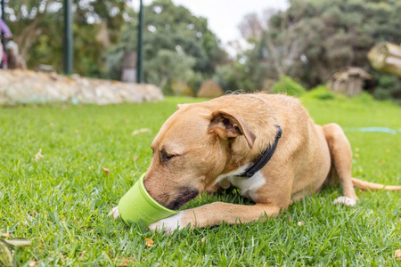 MATA TACKA DO LIZANIA DLA PSA KOTA ANTYSTRESOWA SPOWALNIAJĄCA JEDZENIE LICKIMAT YOGGIE POT RÓŻOWA 9,5x9cm
