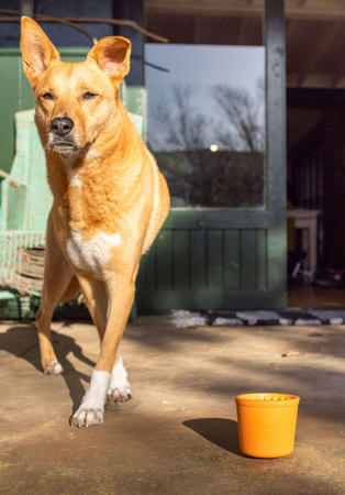 MATA TACKA DO LIZANIA DLA PSA KOTA ANTYSTRESOWA SPOWALNIAJĄCA JEDZENIE LICKIMAT YOGGIE POT TURKUSOWA