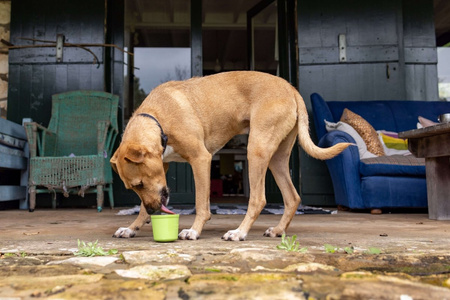 MATA TACKA DO LIZANIA DLA PSA KOTA ANTYSTRESOWA SPOWALNIAJĄCA JEDZENIE LICKIMAT YOGGIE POT RÓŻOWA 9,5x9cm