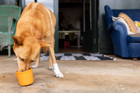 MATA TACKA DO LIZANIA DLA PSA KOTA ANTYSTRESOWA SPOWALNIAJĄCA JEDZENIE LICKIMAT YOGGIE POT RÓŻOWA 9,5x9cm