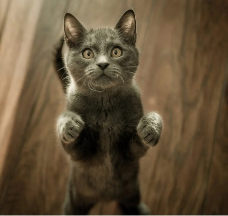 TRIXIE ZABAWKA Z PATYKA MATATABI DLA KOTA, GRYZAK JAK KOCIMIĘTKA