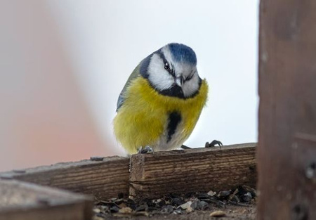 DREWNIANY KARMNIK DLA PTAKÓW ZAWIESZANY 22x21,5x20cm