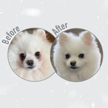 NATURE'S PROTECTION WHITE ADULT SMALL DOGS LAMB 10kg