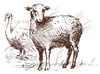 GRANDORF LAMB TURKEY JUNIOR JAGNIĘCINA INDYK KARMA DLA SZCZENIĄT ŚREDNIE DUŻE RASY 1kg
