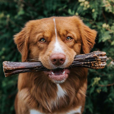 ZIWI PEAK CHEWS DOG DEER SHANK HALF PÓŁ KOŚCI Z JELENIA PRZYSMAK GRYZAK DLA PSA